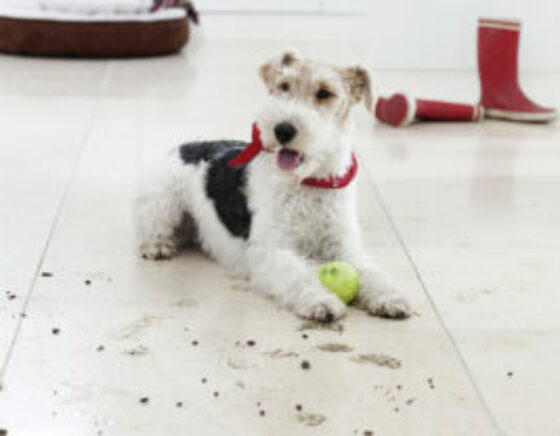 Aspiradora DS6 contra pelos de mascotas